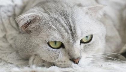 九游下载中心-中国足球联赛俱乐部财务管理透明度持续加强，足球俱乐部财务报表